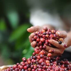 Nescafé Dolce Gusto Latte Macchiato Capsules - 90 Koffiecups 11 Nescafé Dolce Gusto Latte Macchiato Capsules - 90 Koffiecups -Koffie Promotie Winkel 1190x1200