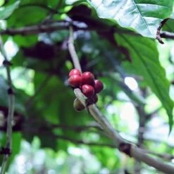 Kopi Luwak Koffie. 35 Gram Ongemalen Bonen. Direct Trade. Single Origin. The Original By Rich.Exclusive. -Koffie Promotie Winkel 1200x1200 135