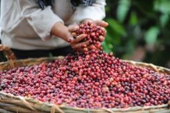 Nescafé Gold Amaretto Latte Oploskoffie - 6 Doosjes à 8 Zakjes -Koffie Promotie Winkel 1200x798 9