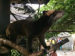 Kopi Luwak Koffie. 35 Gram Ongemalen Bonen. Direct Trade. Single Origin. The Original By Rich.Exclusive. -Koffie Promotie Winkel 1200x900 2