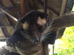 Kopi Luwak Koffie. 35 Gram Ongemalen Bonen. Direct Trade. Single Origin. The Original By Rich.Exclusive. -Koffie Promotie Winkel 1200x900 3