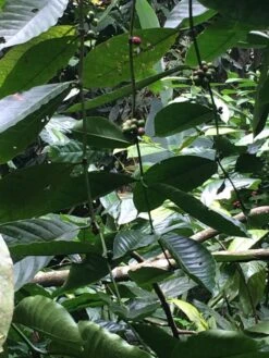 Kopi Luwak Koffie. 35 Gram Ongemalen Bonen. Direct Trade. Single Origin. The Original By Rich.Exclusive. -Koffie Promotie Winkel 900x1200 1